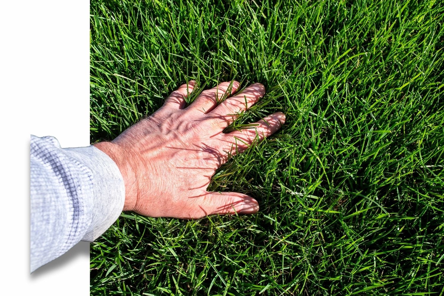 best lawn care products company online 